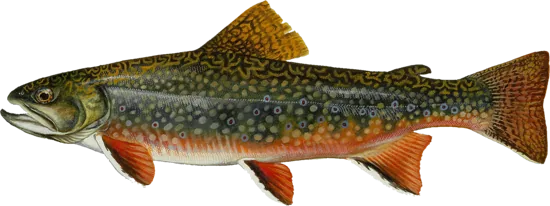 Painted illustration of a brook trout, West Virginia's state fish: olive back with wavy markings, red spots with blue halos, and orange fins edged in white